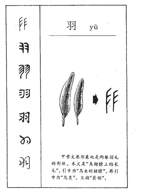 羽 字|羽 